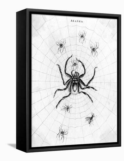 Barbary Spider-J. Pass-Framed Stretched Canvas