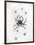 Barbary Spider-J. Pass-Framed Art Print