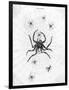 Barbary Spider-J. Pass-Framed Art Print