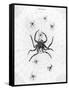 Barbary Spider-J. Pass-Framed Stretched Canvas