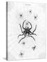 Barbary Spider-J. Pass-Stretched Canvas