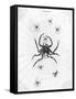 Barbary Spider-J. Pass-Framed Stretched Canvas