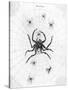 Barbary Spider-J. Pass-Stretched Canvas