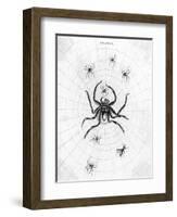 Barbary Spider-J. Pass-Framed Art Print