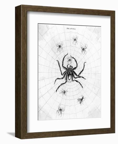 Barbary Spider-J. Pass-Framed Art Print