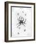 Barbary Spider-J. Pass-Framed Art Print