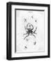 Barbary Spider-J. Pass-Framed Art Print