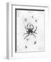 Barbary Spider-J. Pass-Framed Art Print