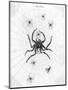 Barbary Spider-J. Pass-Mounted Art Print