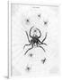 Barbary Spider-J. Pass-Framed Premium Giclee Print