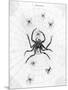 Barbary Spider-J. Pass-Mounted Premium Giclee Print