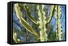 Barbed Wire Cactus-tempestz-Framed Stretched Canvas