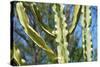 Barbed Wire Cactus-tempestz-Stretched Canvas