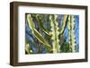 Barbed Wire Cactus-tempestz-Framed Photographic Print