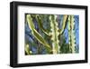 Barbed Wire Cactus-tempestz-Framed Photographic Print
