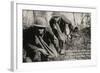 Barbed Wire Cut - Early 1900'S WWI Postcard Depicting Americans Going through Cut Barbed Wire with-lawcain-Framed Photographic Print