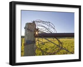 Barbed Wire Rolled Up, Lewistown, Montana-Chuck Haney-Framed Photographic Print