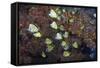 Barberfish School (Johnrandallia Nigrirostris)-Reinhard Dirscherl-Framed Stretched Canvas