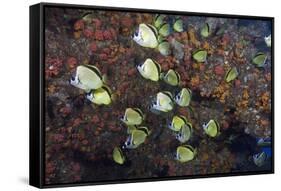 Barberfish School (Johnrandallia Nigrirostris)-Reinhard Dirscherl-Framed Stretched Canvas