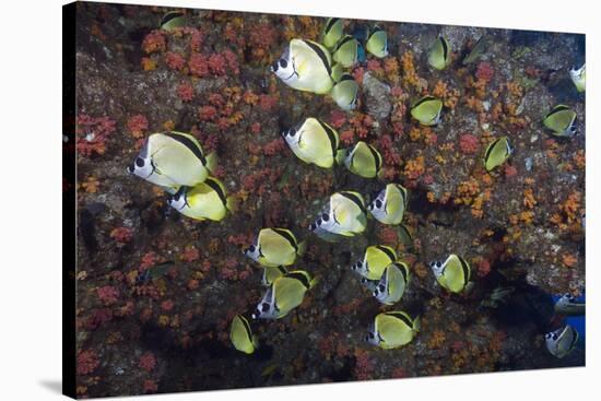 Barberfish School (Johnrandallia Nigrirostris)-Reinhard Dirscherl-Stretched Canvas