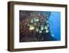 Barberfish School (Johnrandallia Nigrirostris)-Reinhard Dirscherl-Framed Photographic Print