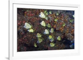 Barberfish School (Johnrandallia Nigrirostris)-Reinhard Dirscherl-Framed Photographic Print