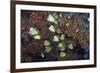 Barberfish School (Johnrandallia Nigrirostris)-Reinhard Dirscherl-Framed Photographic Print