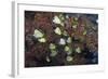 Barberfish School (Johnrandallia Nigrirostris)-Reinhard Dirscherl-Framed Photographic Print