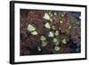 Barberfish School (Johnrandallia Nigrirostris)-Reinhard Dirscherl-Framed Photographic Print