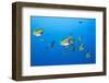 Barberfish School (Johnrandallia Nigrirostris)-Reinhard Dirscherl-Framed Photographic Print