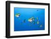 Barberfish School (Johnrandallia Nigrirostris)-Reinhard Dirscherl-Framed Photographic Print