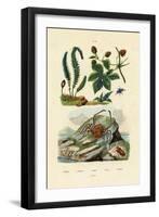 Barberry, 1833-39-null-Framed Giclee Print