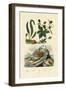 Barberry, 1833-39-null-Framed Premium Giclee Print