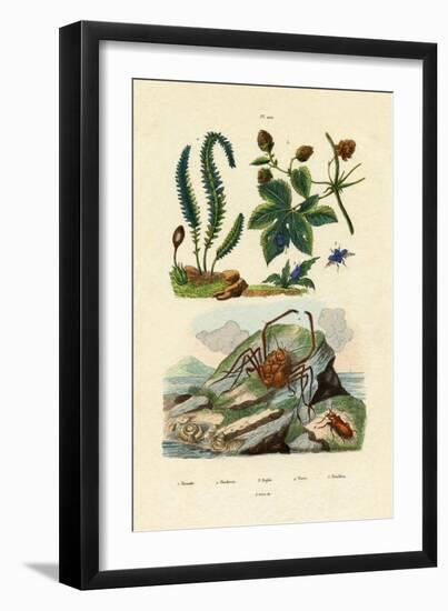 Barberry, 1833-39-null-Framed Premium Giclee Print