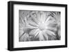 Barberton daisy in black and white infrared-Michael Scheufler-Framed Photographic Print