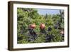 Barbuda, Antigua and Barbuda, Leeward Islands, West Indies-Roberto Moiola-Framed Photographic Print