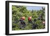 Barbuda, Antigua and Barbuda, Leeward Islands, West Indies-Roberto Moiola-Framed Photographic Print