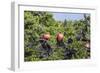 Barbuda, Antigua and Barbuda, Leeward Islands, West Indies-Roberto Moiola-Framed Photographic Print