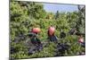 Barbuda, Antigua and Barbuda, Leeward Islands, West Indies-Roberto Moiola-Mounted Photographic Print