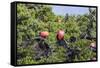 Barbuda, Antigua and Barbuda, Leeward Islands, West Indies-Roberto Moiola-Framed Stretched Canvas