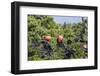 Barbuda, Antigua and Barbuda, Leeward Islands, West Indies-Roberto Moiola-Framed Photographic Print