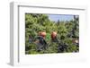 Barbuda, Antigua and Barbuda, Leeward Islands, West Indies-Roberto Moiola-Framed Photographic Print