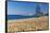 Barceloneta Beach Scenic-George Oze-Framed Stretched Canvas