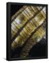 Essential Black