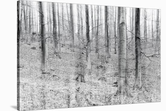 Bare Beech Forest in Winter, Abstract Study, Colour and Contrast Digitally Enhanced-Andreas Vitting-Stretched Canvas