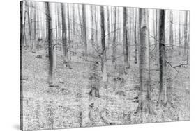 Bare Beech Forest in Winter, Abstract Study, Colour and Contrast Digitally Enhanced-Andreas Vitting-Stretched Canvas