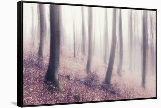 Bare Beech Forest in Winter, Abstract Study [M], Film Grain Visible-Andreas Vitting-Framed Stretched Canvas