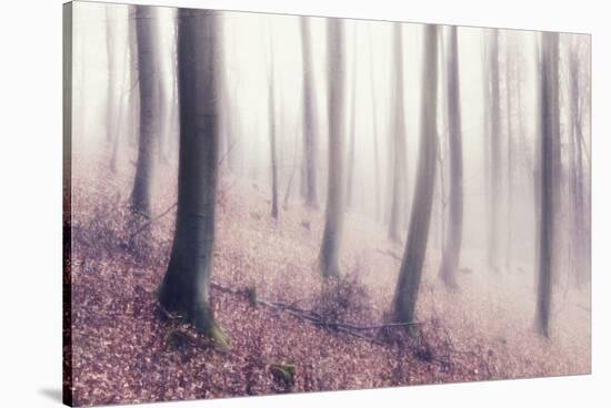 Bare Beech Forest in Winter, Abstract Study [M], Film Grain Visible-Andreas Vitting-Stretched Canvas