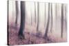 Bare Beech Forest in Winter, Abstract Study [M], Film Grain Visible-Andreas Vitting-Stretched Canvas