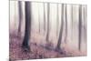 Bare Beech Forest in Winter, Abstract Study [M], Film Grain Visible-Andreas Vitting-Mounted Photographic Print